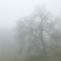 Buy canvas prints of Ghostly oak in fog - central California by Ram Vasudev