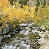 Buy canvas prints of Autumn Colours and Rushing Stream - Eastern Sierra by Ram Vasudev