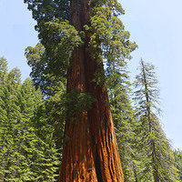 Buy canvas prints of Giant Sequoia Tree - Sequoia National Park Califor by Ram Vasudev