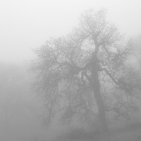 Buy canvas prints of Ghostly Oak in Fog Central California B&W by Ram Vasudev