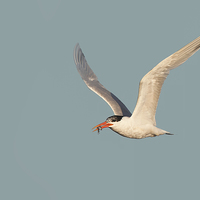 Buy canvas prints of Catch of the Day - Caspian Tern with Fish by Ram Vasudev
