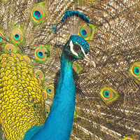 Buy canvas prints of Peacock by Ram Vasudev