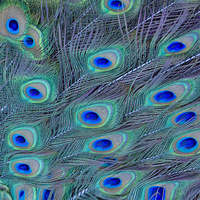 Buy canvas prints of Peacock Feathers by Ram Vasudev
