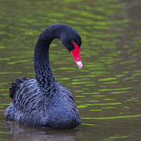 Buy canvas prints of Black Swan (Cygnus atratus) by Ram Vasudev