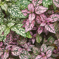 Buy canvas prints of  Colorful Leafy Ground Cover by Ram Vasudev