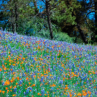 Buy canvas prints of Wildflower Meadow - Figueroa Mountains California by Ram Vasudev