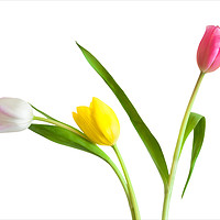 Buy canvas prints of Colorful Tulips by Ram Vasudev