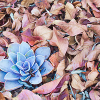 Buy canvas prints of Fallen Autumn Leaves by Ram Vasudev