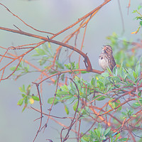 Buy canvas prints of Song sparrow in fog by Ram Vasudev