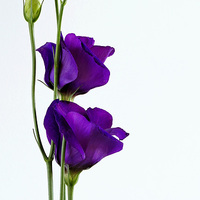 Buy canvas prints of Lisianthus by Rachael Drake