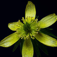 Buy canvas prints of Winter Aconite, Eranthis Cilicica by Rachael Drake