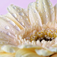 Buy canvas prints of Cream gerbera with water droplets by Rachael Drake