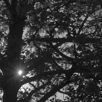 Buy canvas prints of Sunlight through the Trees by Jane Hitchcock