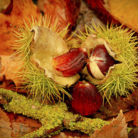 Buy canvas prints of Sweet Chestnuts by Mandy Hedley