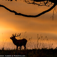Buy canvas prints of Red deer stag at sunrise by Mandy Hedley