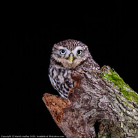 Buy canvas prints of Little owl on tree stump by Mandy Hedley