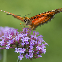 Buy canvas prints of Monarch Butterfly on purple flower by Susan Sanger
