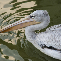Buy canvas prints of pelican by Susan Sanger