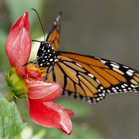Buy canvas prints of Monarch Butterfly on red flower by Susan Sanger