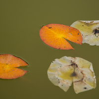 Buy canvas prints of Lily Pads by Susan Sanger