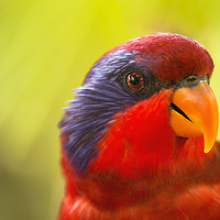 Buy canvas prints of Chattering Lory by Susan Sanger
