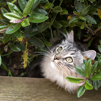 Buy canvas prints of Kitten hiding under shrubs by Susan Sanger