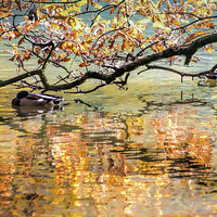 Buy canvas prints of Autumn Reflections by Susan Sanger