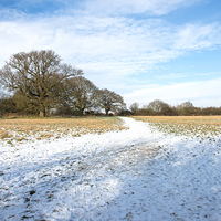 Buy canvas prints of Snow covered field by Susan Sanger