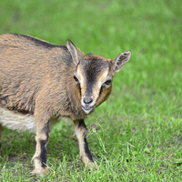 Buy canvas prints of baby goat by Susan Sanger