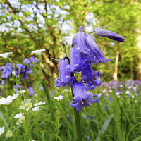Buy canvas prints of Close up of bluebell flower by Susan Sanger