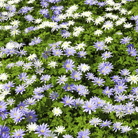 Buy canvas prints of Blue and white daisies by Susan Sanger
