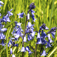 Buy canvas prints of Bluebells by Susan Sanger