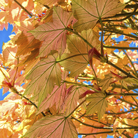 Buy canvas prints of Colourful leaves against blue sky by Susan Sanger