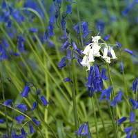 Buy canvas prints of albino bluebell amongst regular ones by Susan Sanger