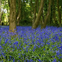Buy canvas prints of Bluebell Forest by Susan Sanger