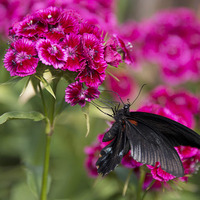 Buy canvas prints of Black butterfly on pink flowers by Susan Sanger