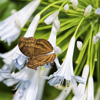 Buy canvas prints of Brown butterfly on light blue flower heads by Susan Sanger