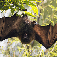 Buy canvas prints of Male bat hanging upside down wings open by Susan Sanger