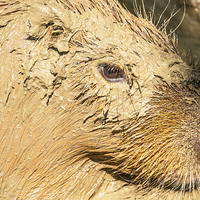 Buy canvas prints of Muddy Capybara by Susan Sanger