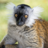 Buy canvas prints of close up of Ruffed Lemur by Susan Sanger