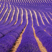 Buy canvas prints of Lavender Fields by Susan Sanger