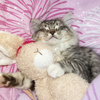 Buy canvas prints of sleeping kitten cuddling up to soft toy bunny by Susan Sanger