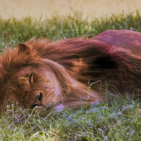 Buy canvas prints of Sleeping lion by Susan Sanger