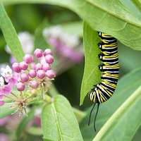 Buy canvas prints of black, white and yellow caterpillar with pink flow by Susan Sanger