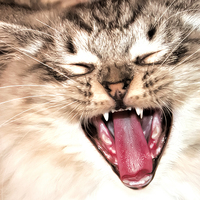 Buy canvas prints of yawning cat by Susan Sanger