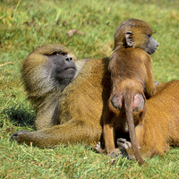 Buy canvas prints of Monkey with baby by Susan Sanger