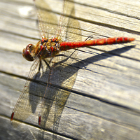 Buy canvas prints of Close up of dragonfly by Susan Sanger