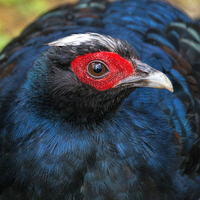 Buy canvas prints of Close up of Edwards Pheasant by Susan Sanger