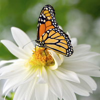Buy canvas prints of Monarch Butterfly on Daisy by Susan Sanger