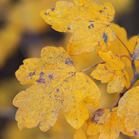 Buy canvas prints of Close up of autumn leaves by Susan Sanger